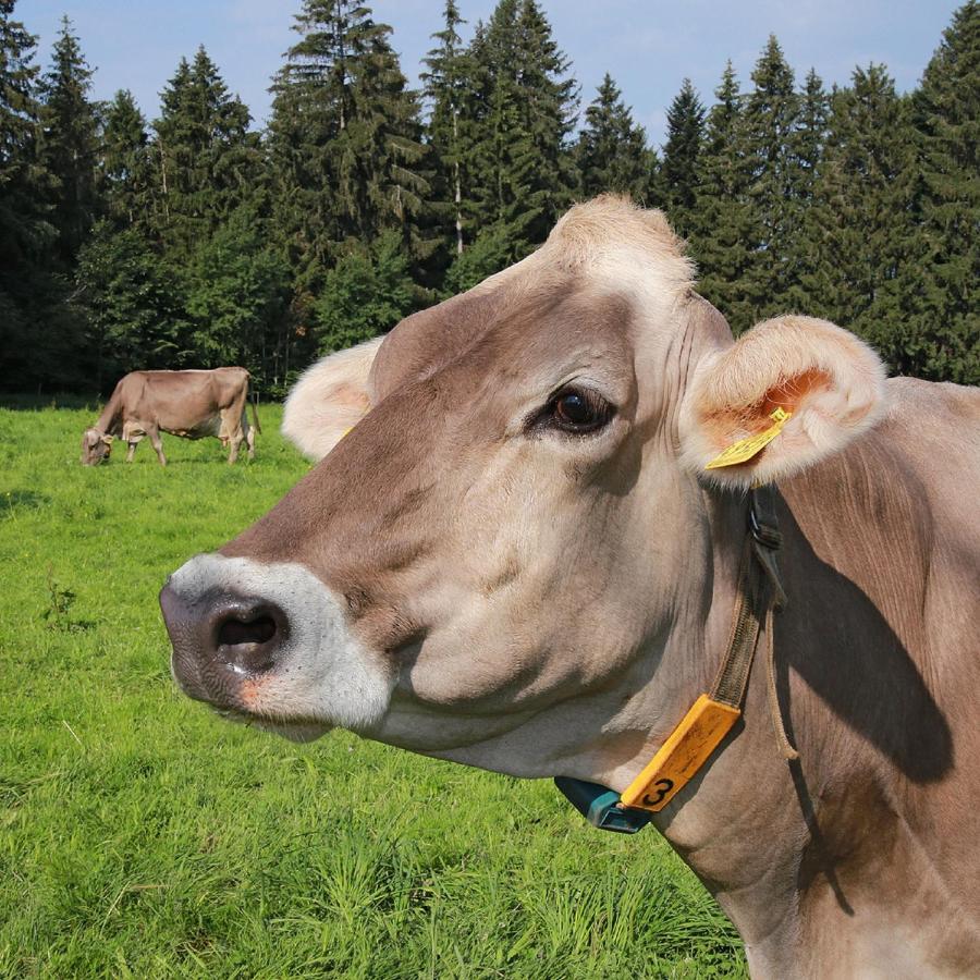 Ferienhof Bitschnau Lindenberg im Allgäu Exteriör bild
