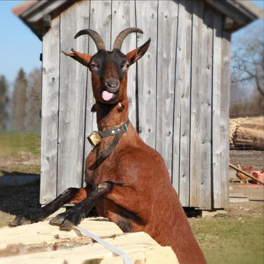Ferienhof Bitschnau Lindenberg im Allgäu Exteriör bild